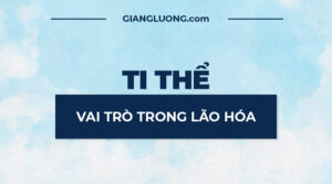 Vai tro Ti The Trong Lao Hoa